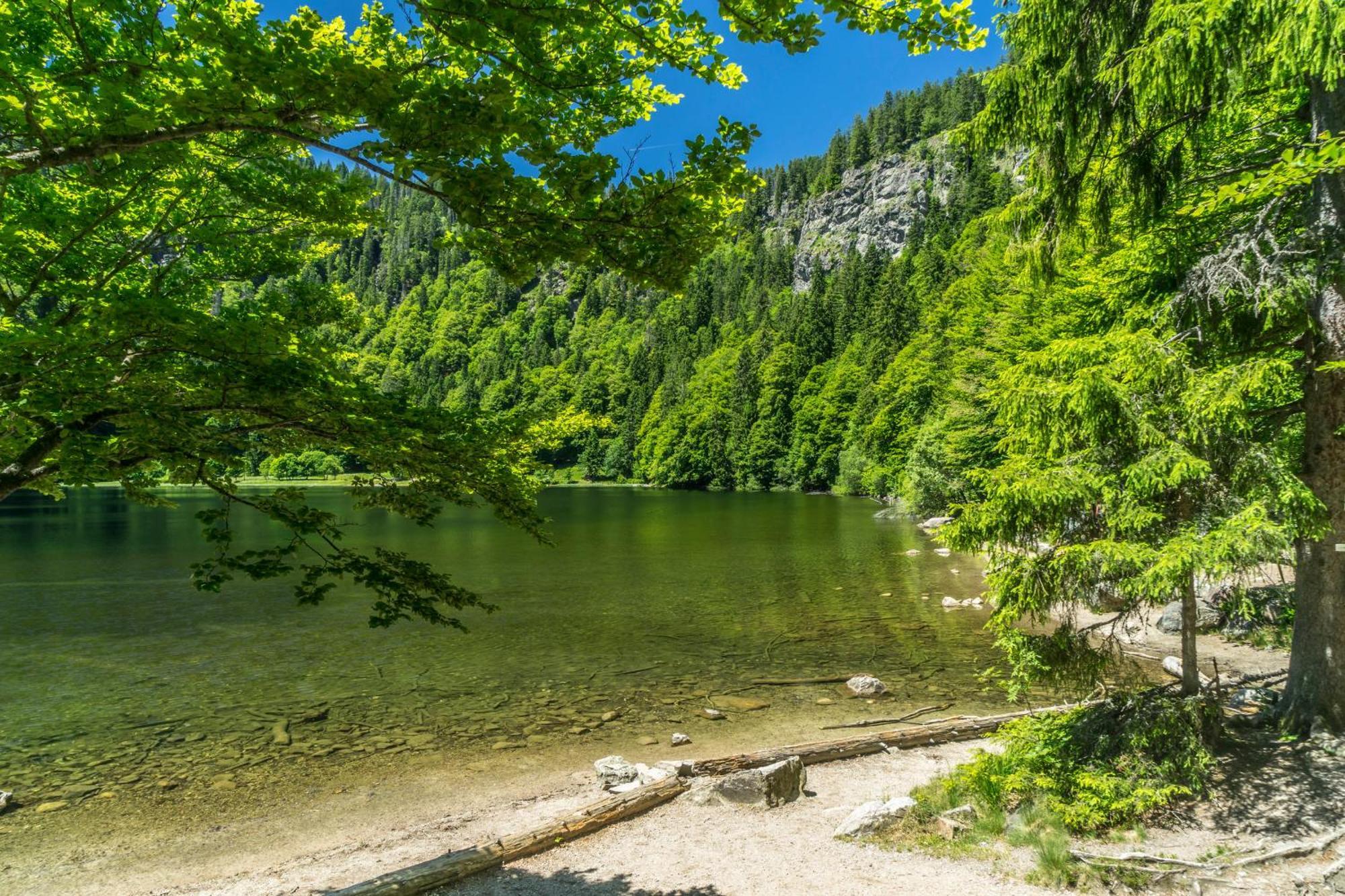 Ferienwohnung Seeblick Nr 2 5-Zimmerwohnung - Feldberg Baerental Rotwasser Buitenkant foto